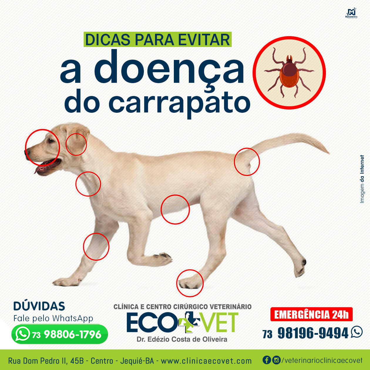 Ecovet - doença do carrapato é uma patologia que costuma atingir principalmente os cachorros Ecovet - doença do carrapato é uma patologia que costuma atingir principalmente os cachorros
