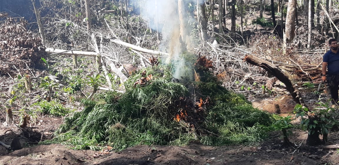 Forças policiais destruíram mais de 1500 pés de maconha no sul da Bahia Forças policiais destruíram mais de 1500 pés de maconha no sul da Bahia