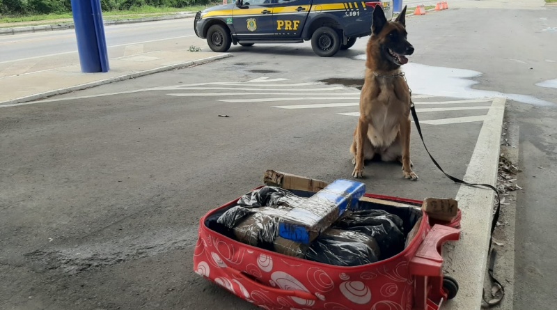 Com ajuda de cão farejador, PRF na Bahia prende passageiros de ônibus transportando quase 25kg de droga Com ajuda de cão farejador, PRF na Bahia prende passageiros de ônibus transportando quase 25kg de droga