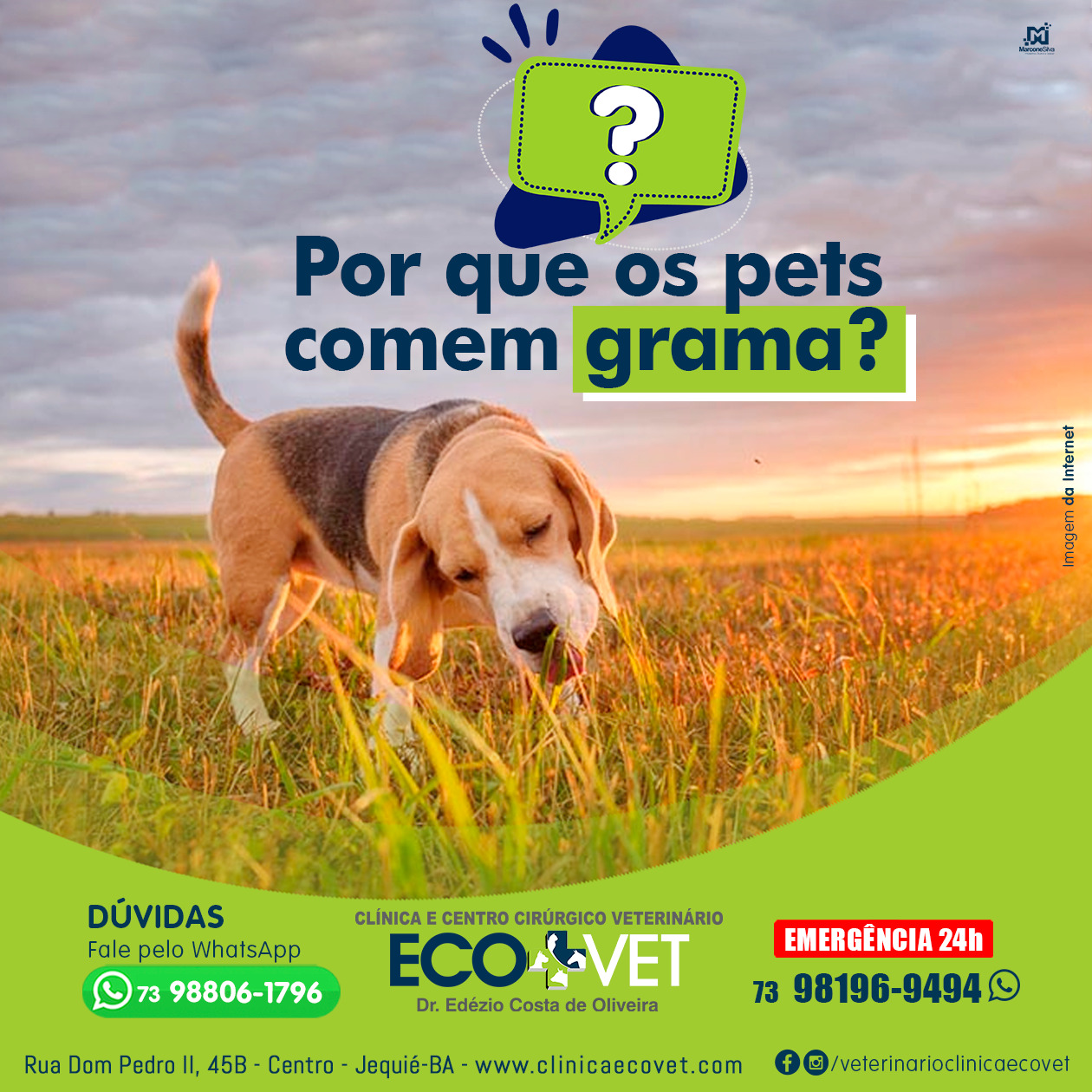 Ecovet - por que cães e gatos comem capim? Ecovet - por que cães e gatos comem capim?