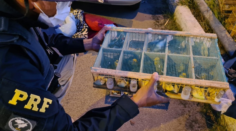 Pássaros silvestres são resgatados em situação de maus-tratos na BR 116 em Jequié