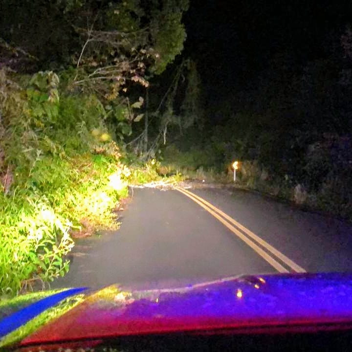 Queda de árvore na rodovia Itacaré Queda de árvore na rodovia Itacaré