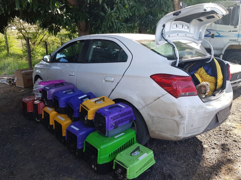 66 filhotes de cachorro da raça shih tzu são encontrados pela PRF 66 filhotes de cachorro da raça shih tzu são encontrados pela PRF