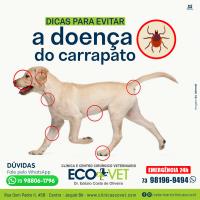 Ecovet - doença do carrapato é uma patologia que costuma atingir principalmente os cachorros