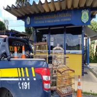 Polícia apreende pássaros em uma casa as margens da BR 116