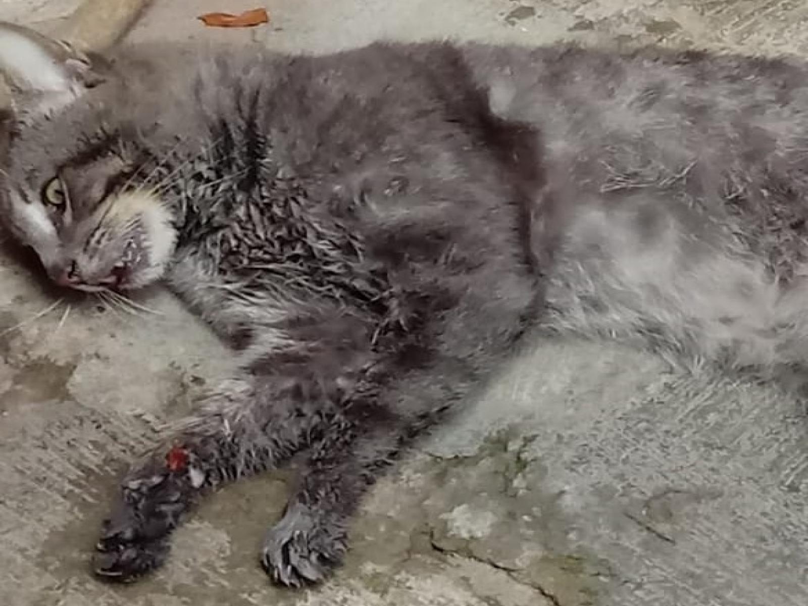 Aqui o povo fala – matança de gatos volta a assustar moradores do Sobocó