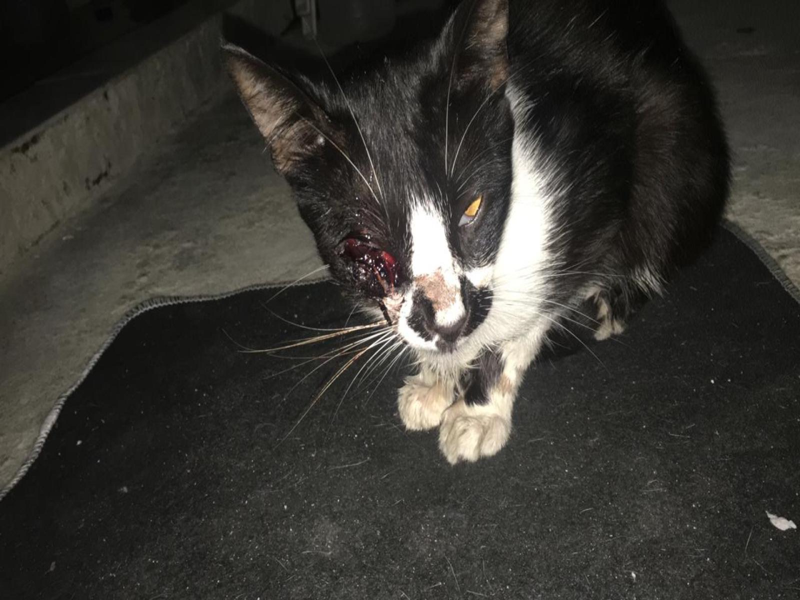 Presidente Jair Bolsonaro sanciona lei que aumenta pena para quem maltratar cães e gatos