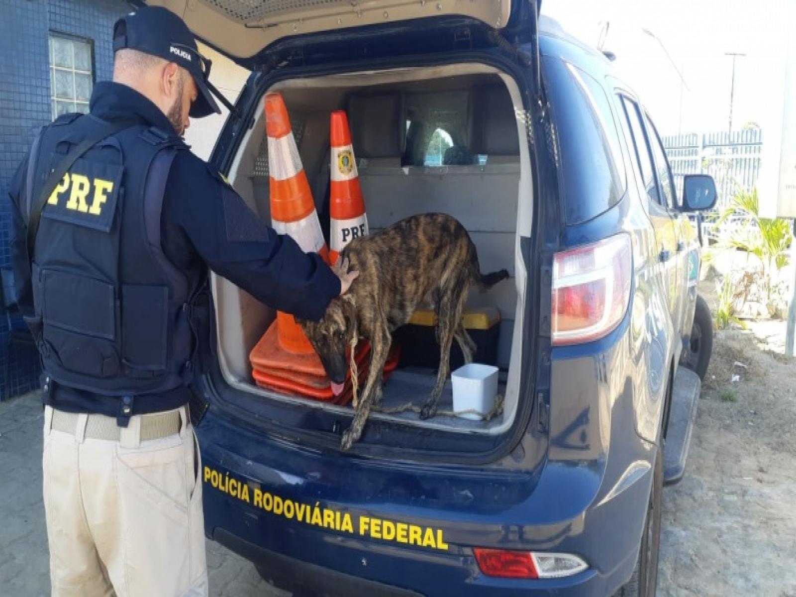 Malvadeza, casal é preso por arrastar um cachorro no assalto amarrado na moto