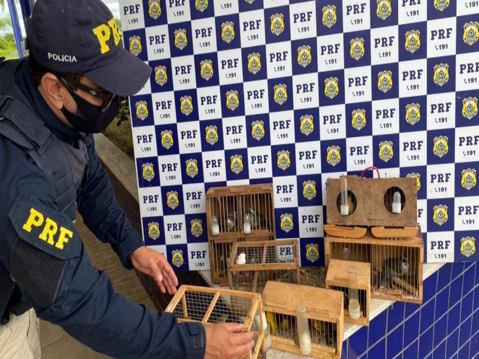 PRF resgata 25 aves silvestres mantidas em cativeiro dentro de carro de passeio
