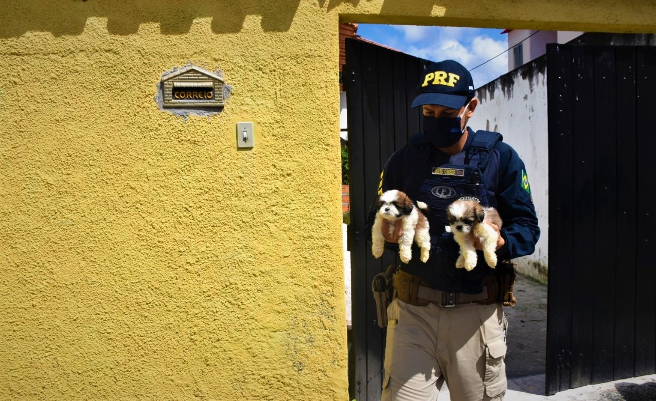 Cães resgatados pela PRF estão disponíveis para adoção