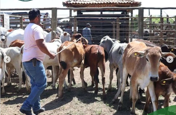 Expo Feira de Animais em Lafaiete Coutinho Expo Feira de Animais em Lafaiete Coutinho