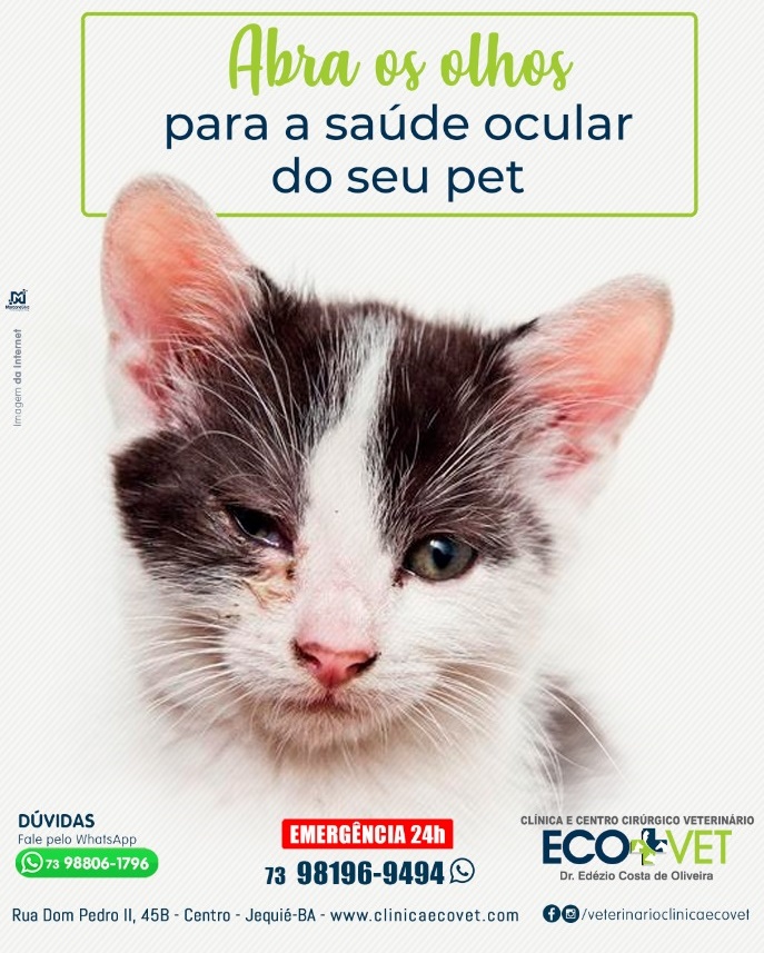 Ecovet: cuidado com a catarata e conjuntivite em cães e gatos Ecovet: cuidado com a catarata e conjuntivite em cães e gatos