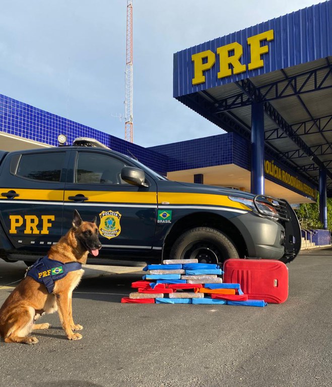 Cão farejador da PRF encontra maconha escondida em ônibus na BR 116 Cão farejador da PRF encontra maconha escondida em ônibus na BR 116