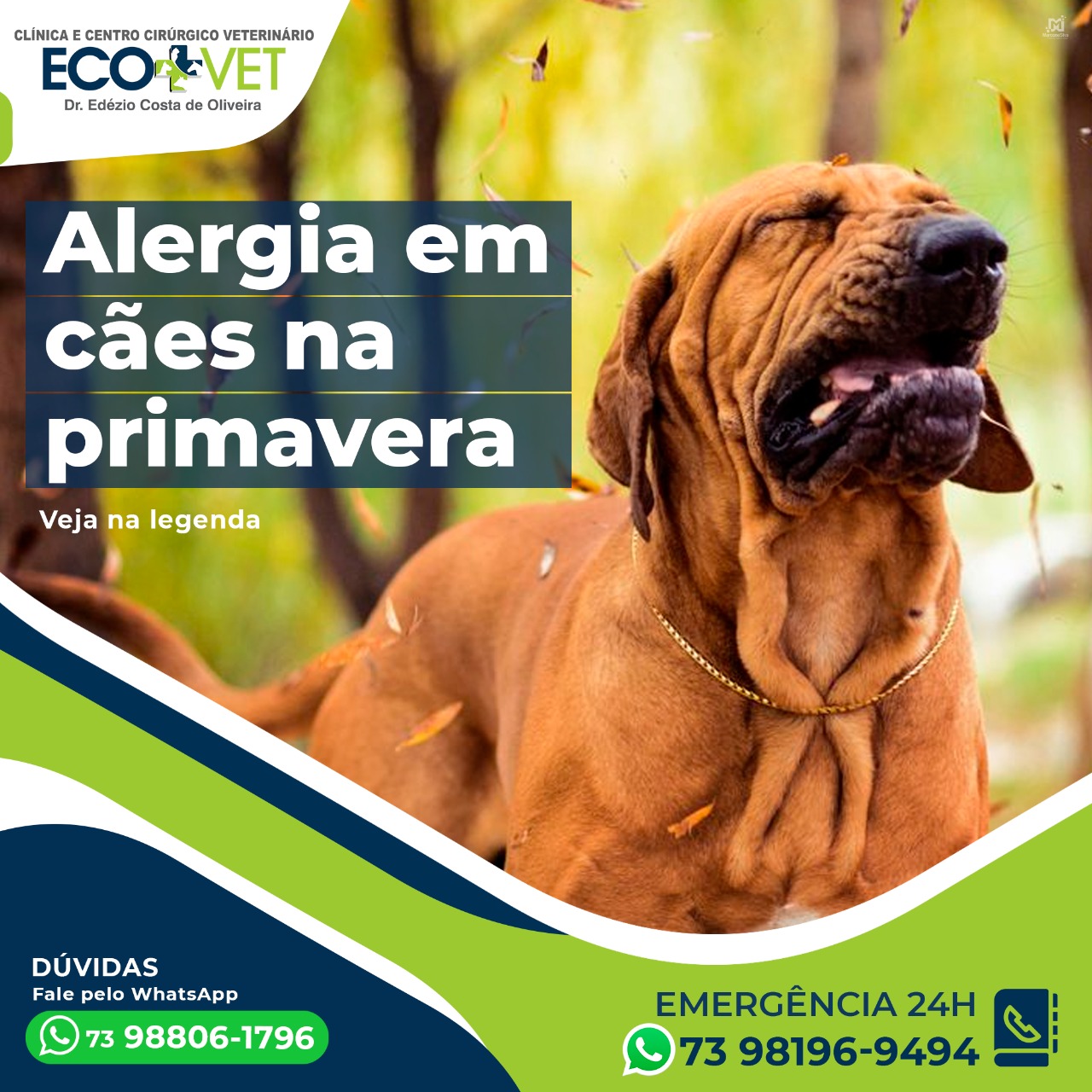 Ecovet: Os cães também podem ser alérgicos ao pólen