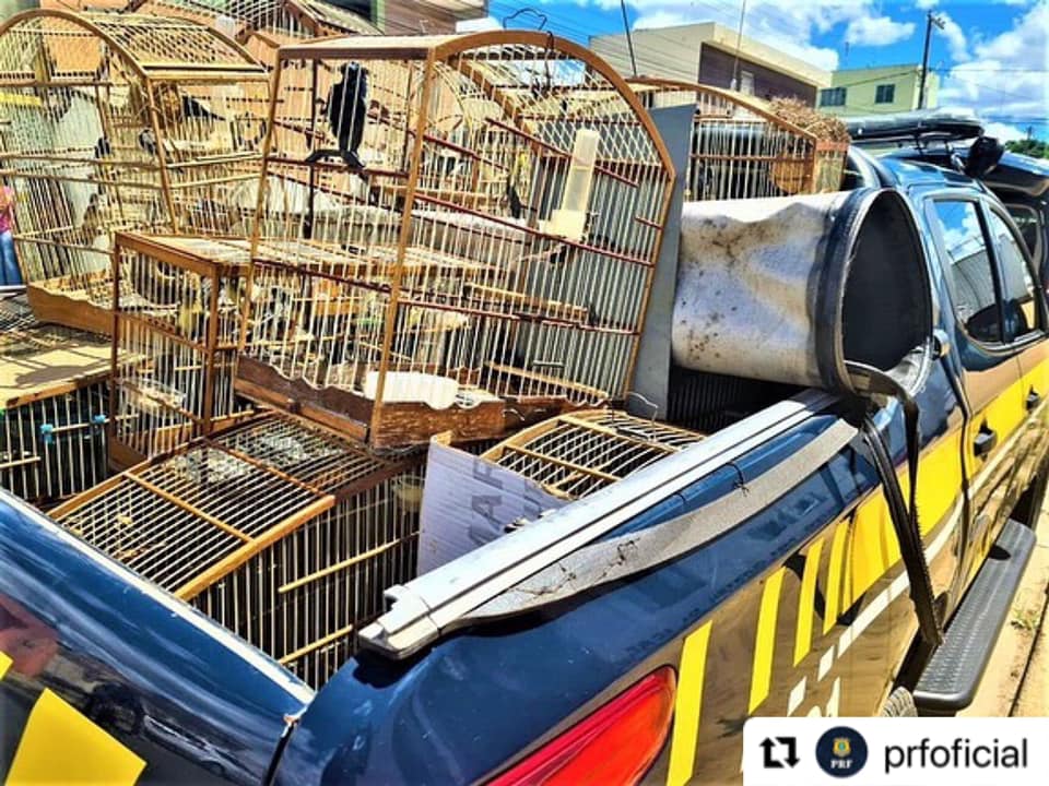 MP pede aumento da fiança de homem preso por tráfico de 500 animais silvestres em Poções