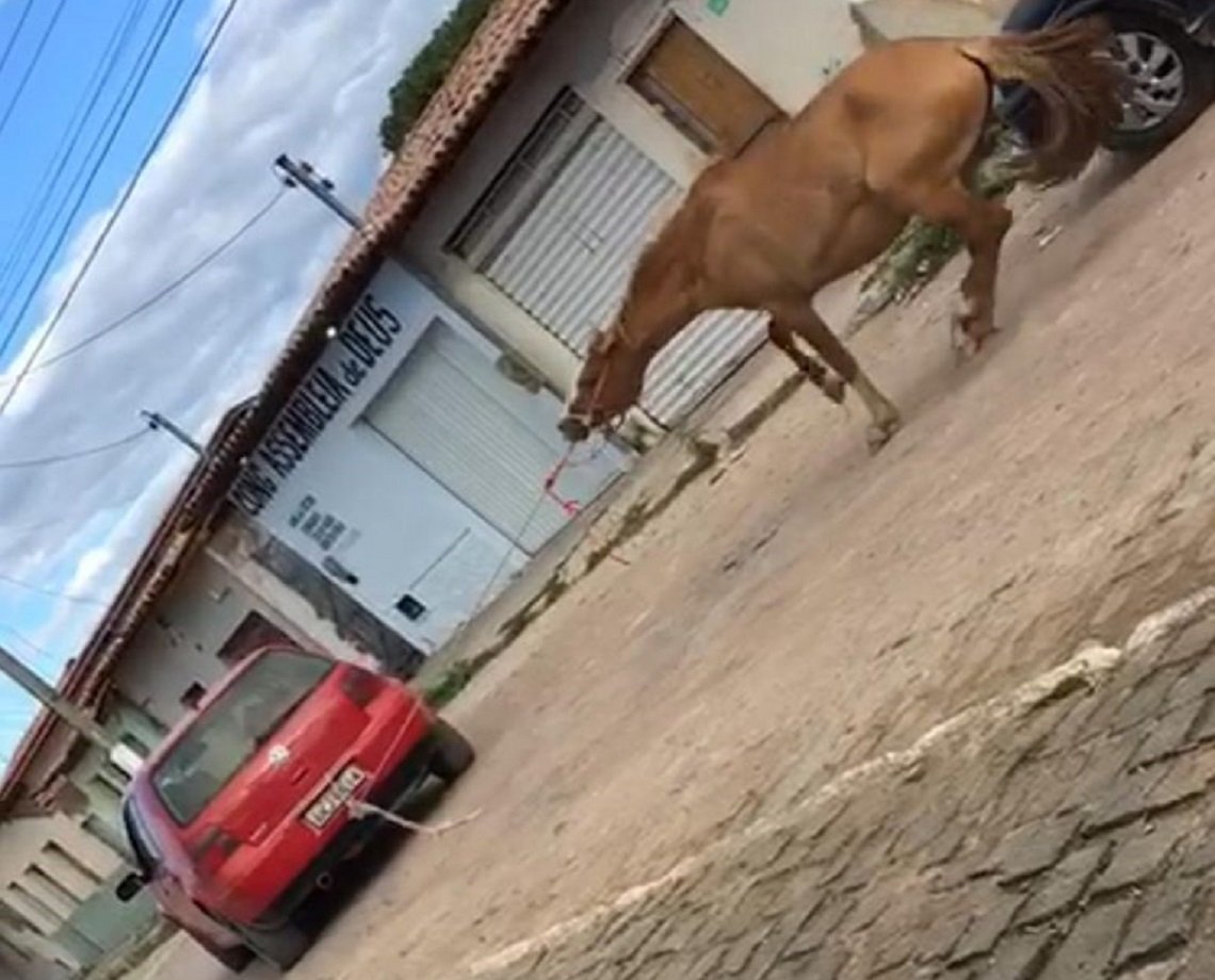 Comerciante de Poções é denunciado por arrastar égua à força amarrada pela boca a um carro
