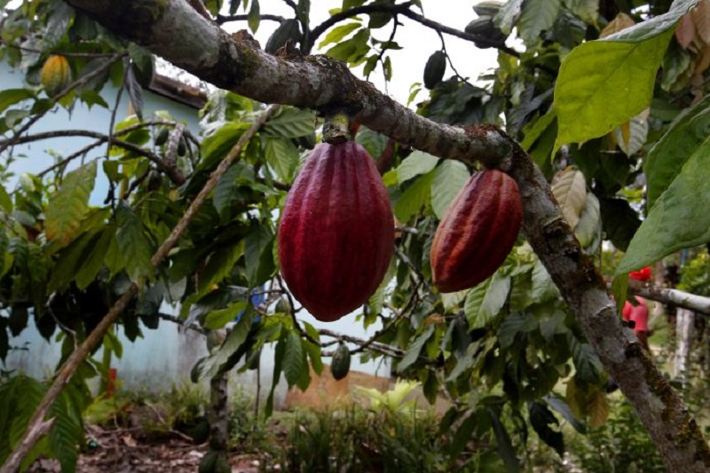 Bahia vai exportar cacau para os Emirados Árabes Bahia vai exportar cacau para os Emirados Árabes