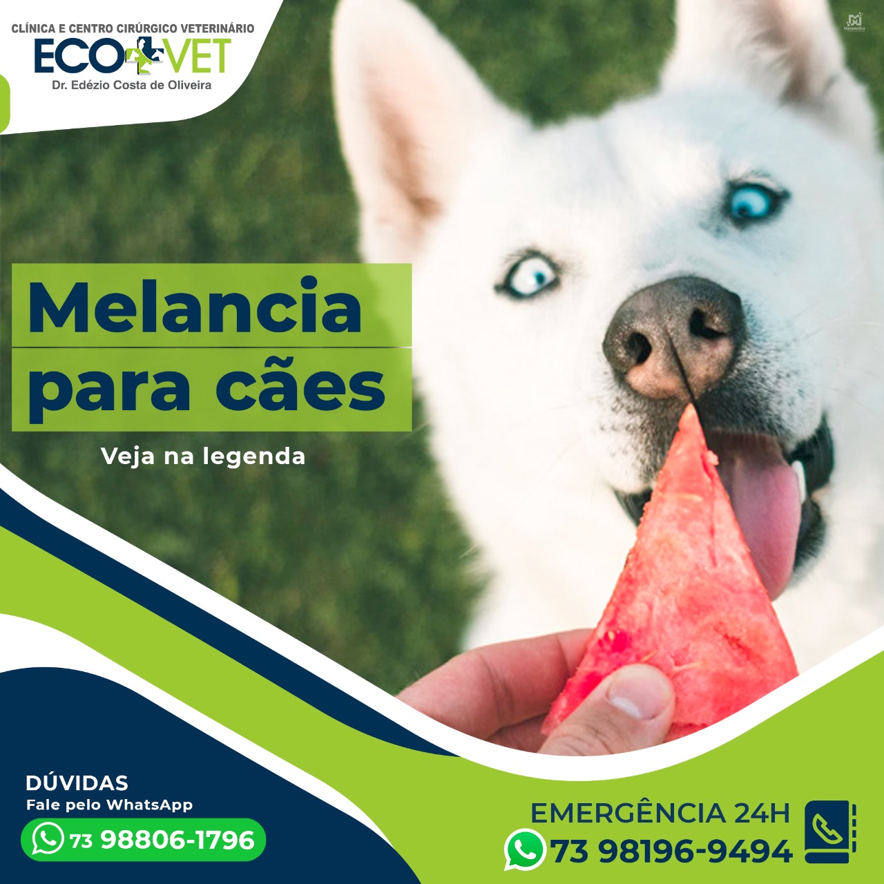 Ecovet: cachorro pode comer melancia