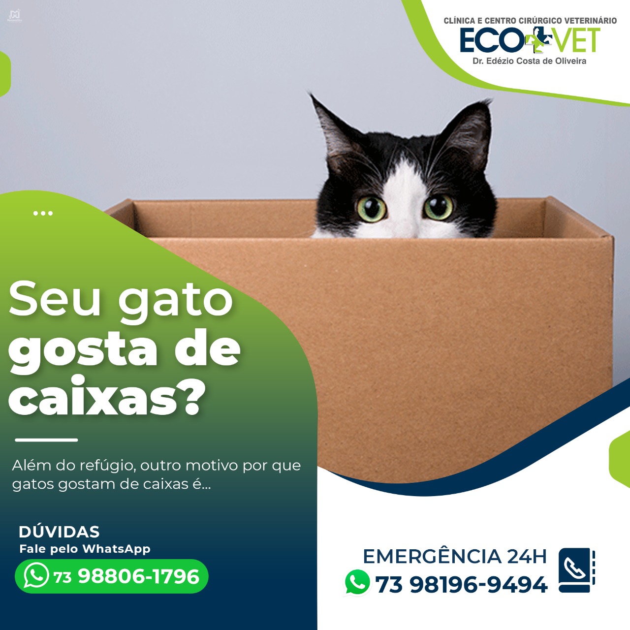 Ecovet: Você sabe por que os gatos sentem por caixas? Ecovet: Você sabe por que os gatos sentem por caixas?