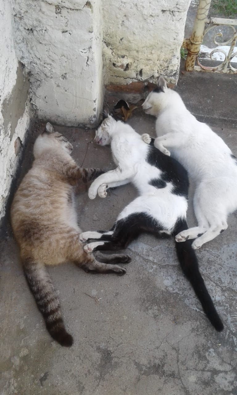 Idoso de 87 anos lamenta a matança de gatos na URBIS 1 Idoso de 87 anos lamenta a matança de gatos na URBIS 1