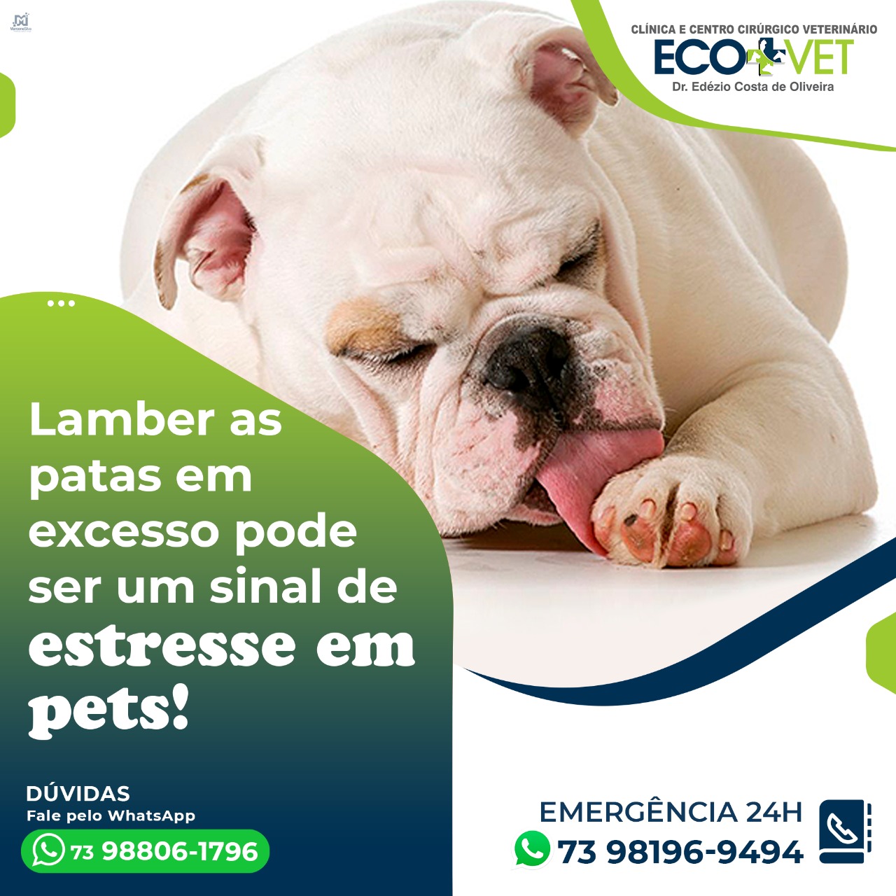 Ecovet: Você já deve ter visto o seu Pet lambendo as patinhas não é? Ecovet: Você já deve ter visto o seu Pet lambendo as patinhas não é?