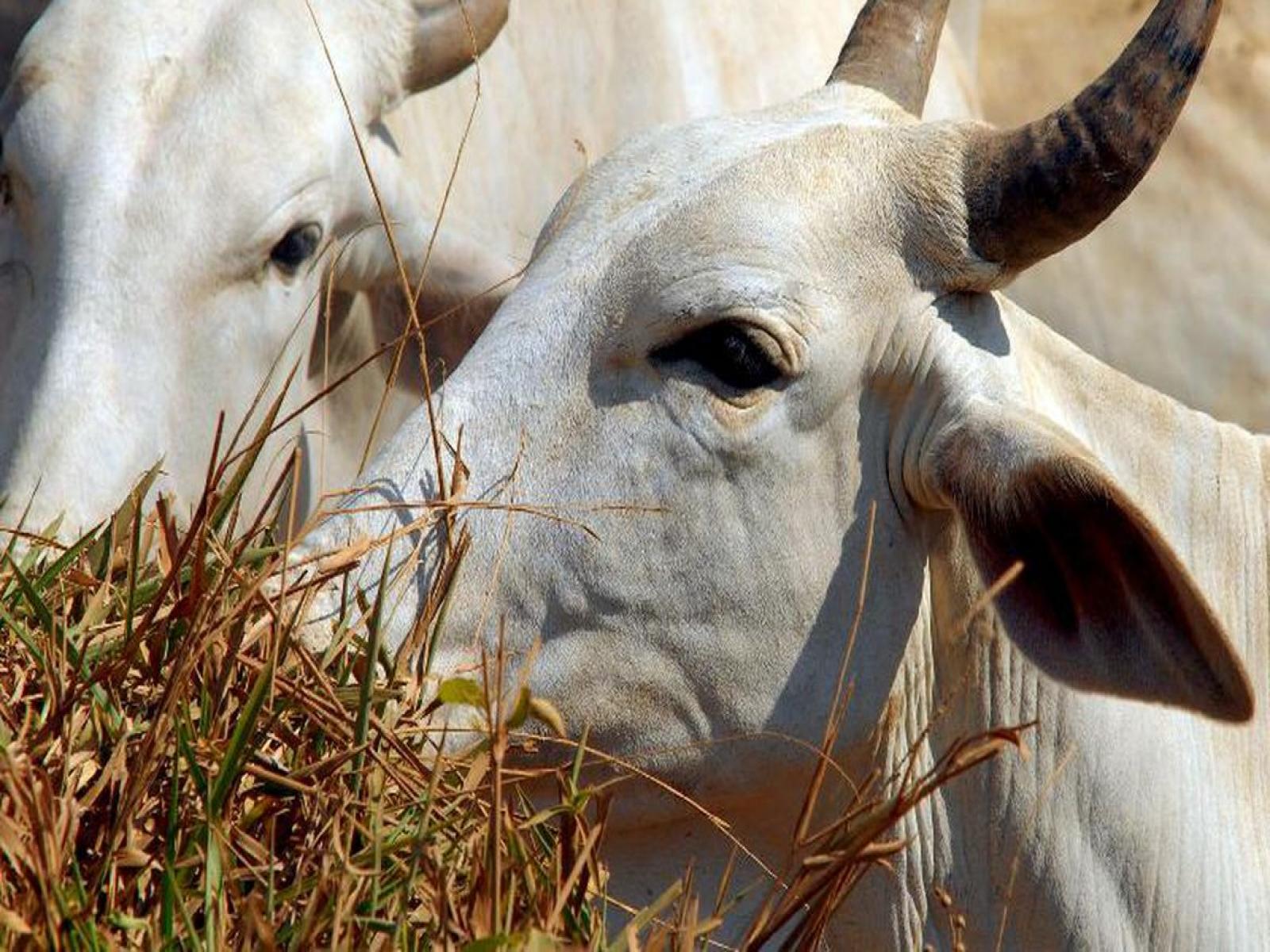 Campanha nacional de vacinação contra febre aftosa começa em 1º de maio