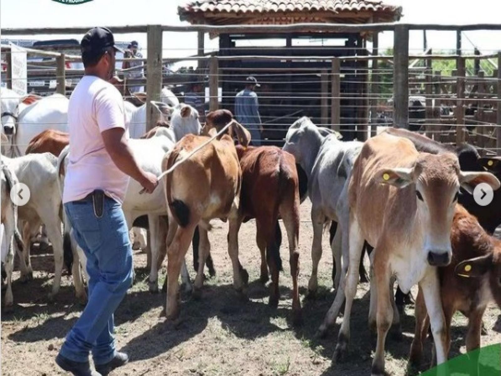 Expo Feira de Animais em Lafaiete Coutinho