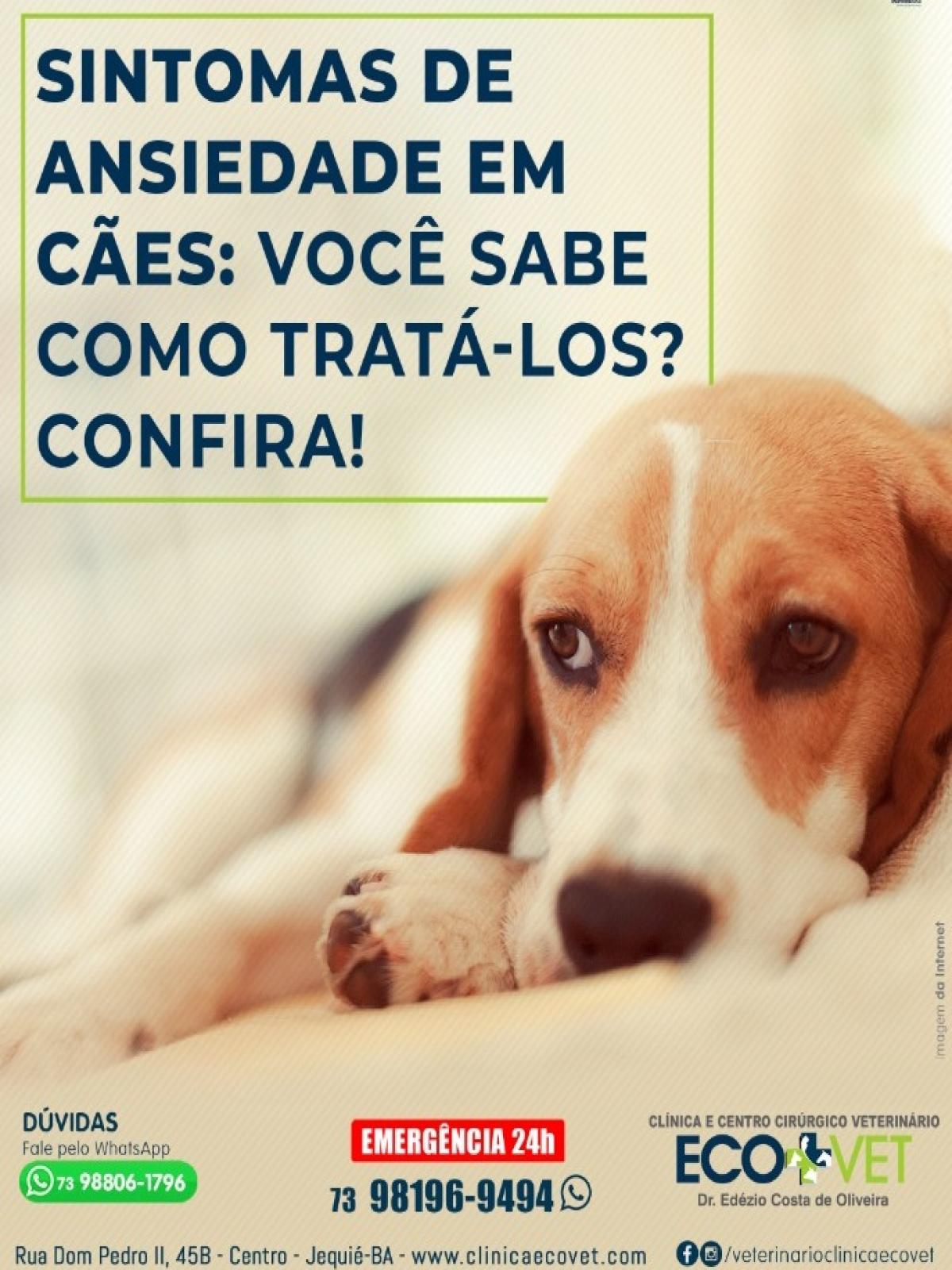 Ecovet: Quais são os sintomas de ansiedade em cães?