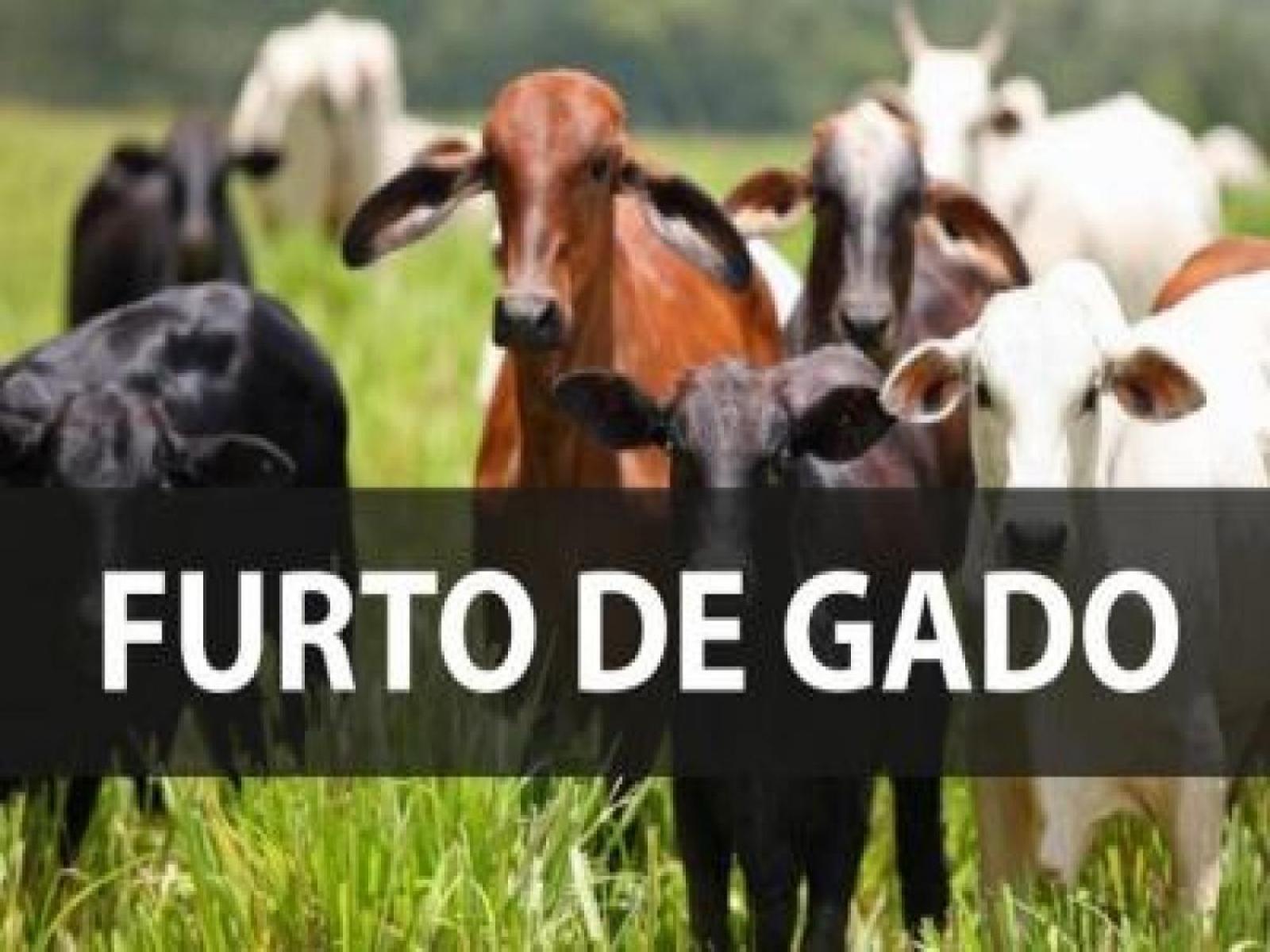 Jequié: furto de gado na região da Barragem da Pedra
