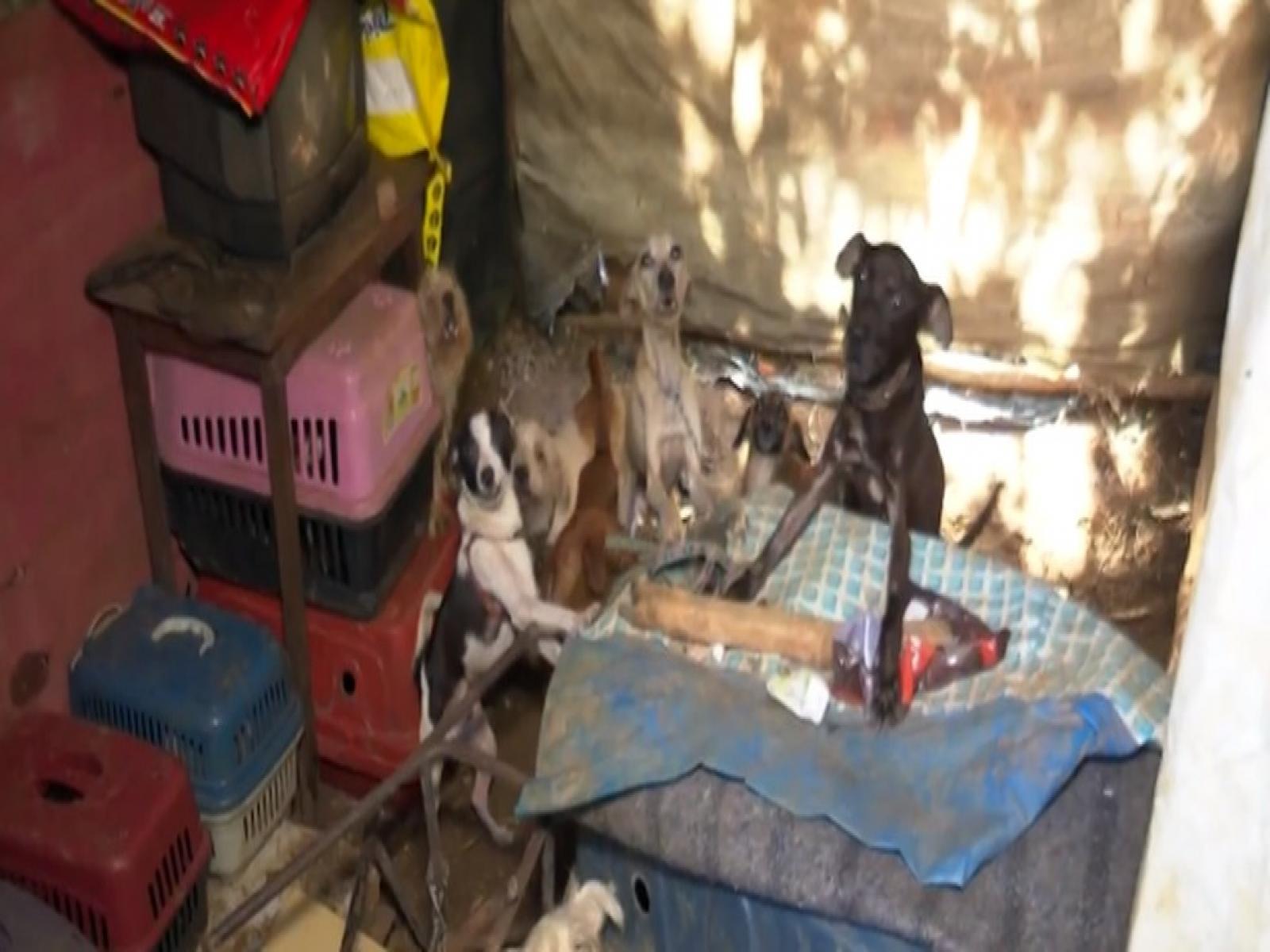 Ilhéus terá de construir abrigo voltado a animais vítimas de maus-tratos