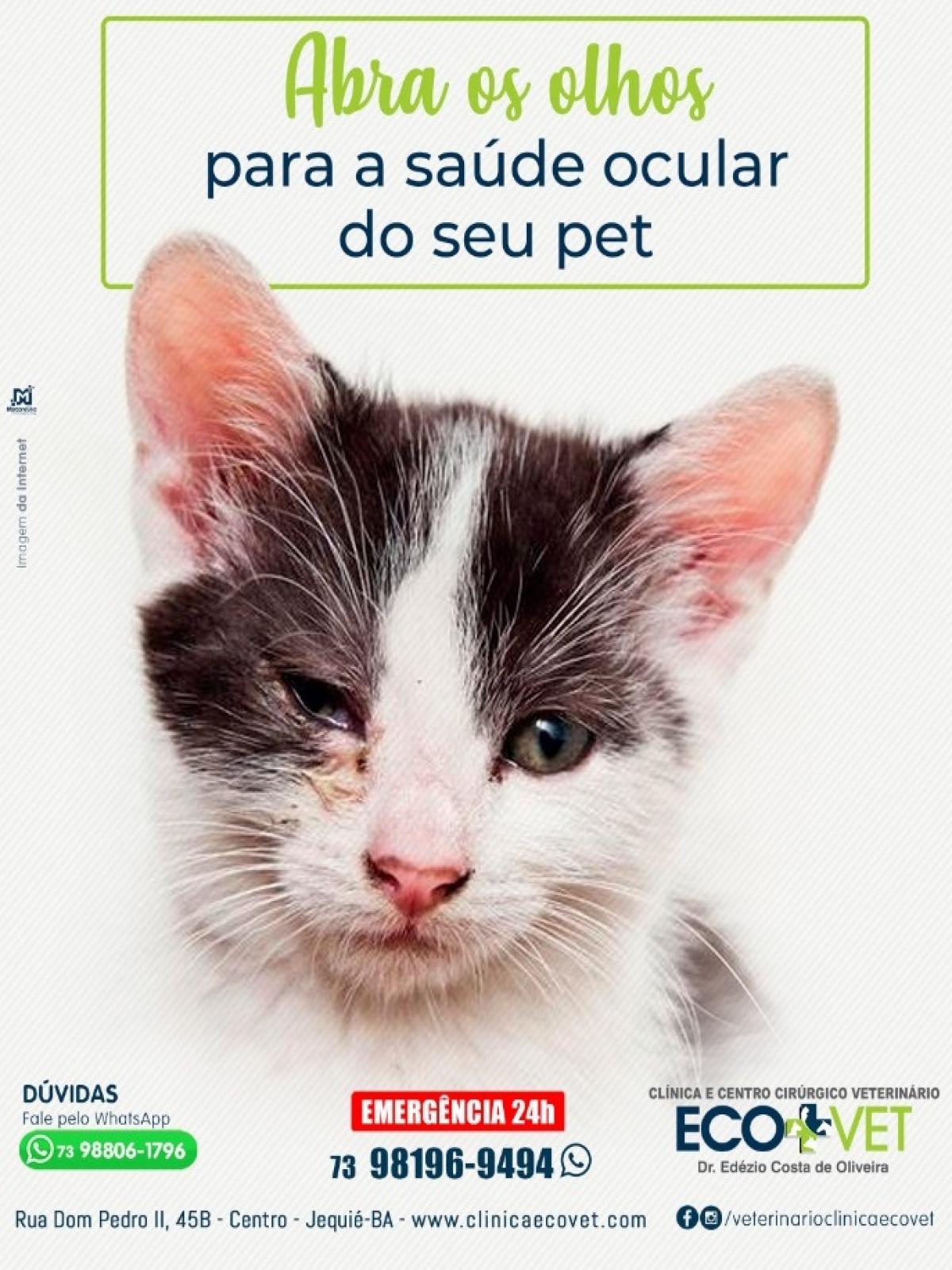 Ecovet: cuidado com a catarata e conjuntivite em cães e gatos