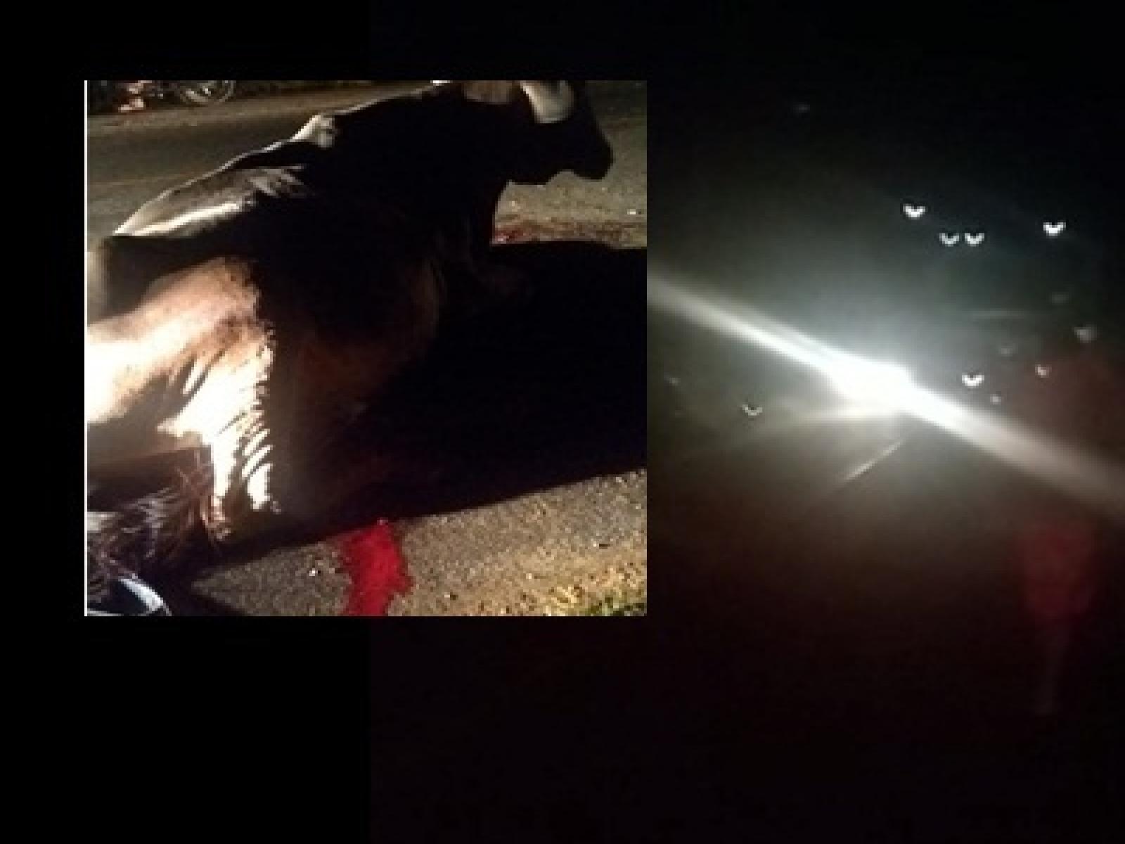Animais soltos na pista provoca acidente na BA 130