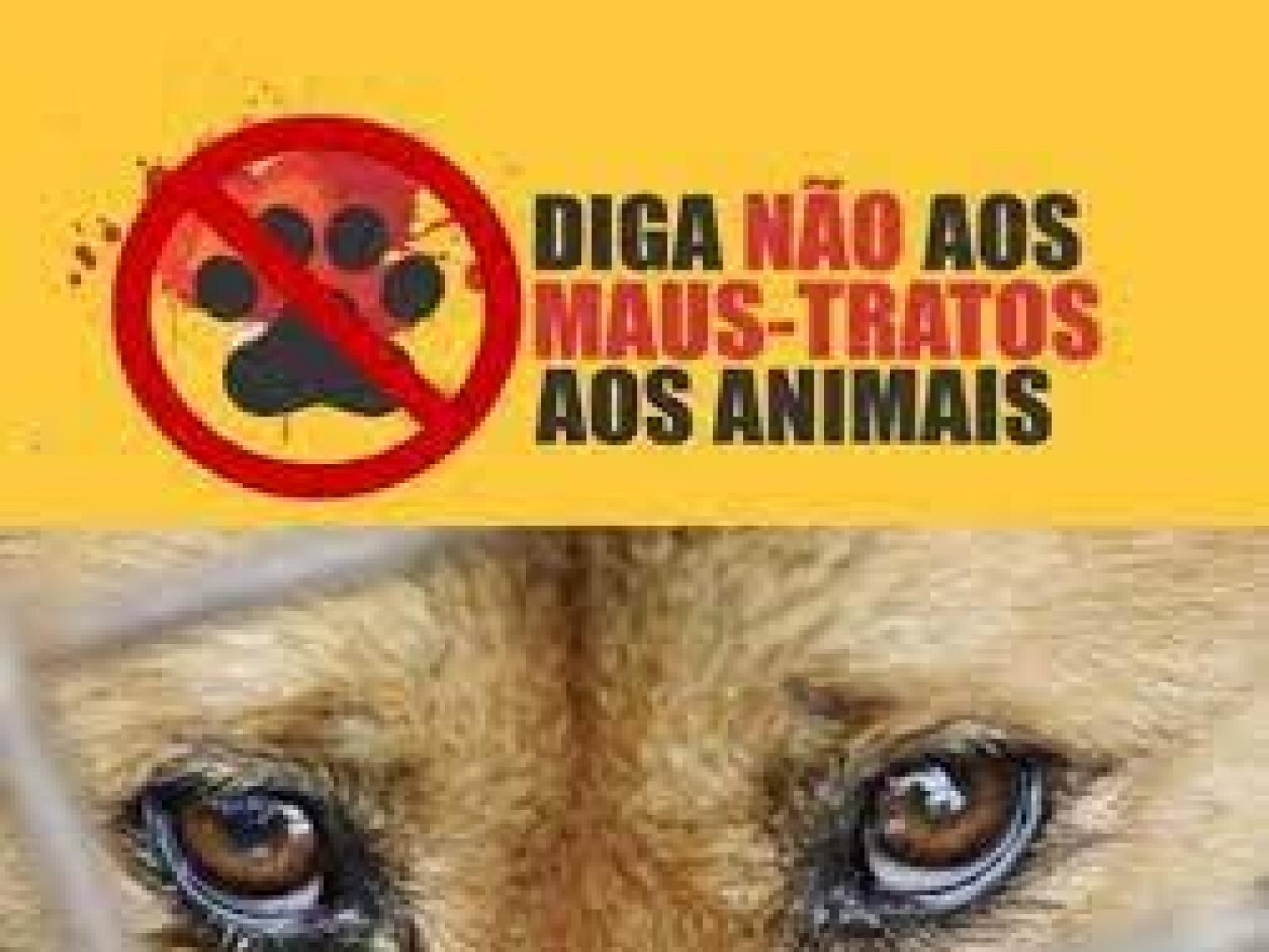 Brejões: homem é preso após ter matado dois cachorros, as fotos viralizaram  nas redes sociais