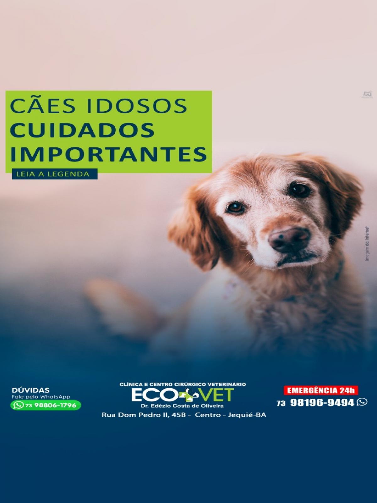 Ecovet: Você sabia que pets idosos precisam de alguns cuidados especiais?