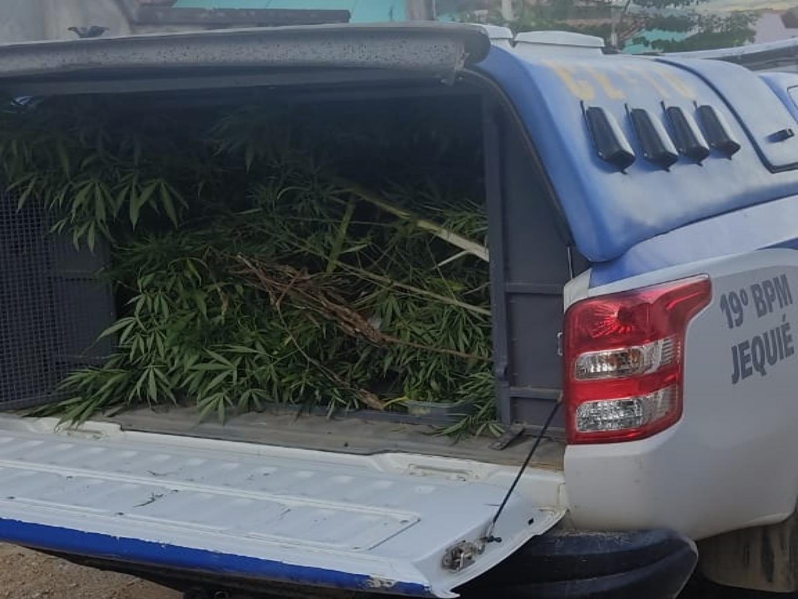 Acusado de agredir a esposa tinha plantação de maconha no quintal