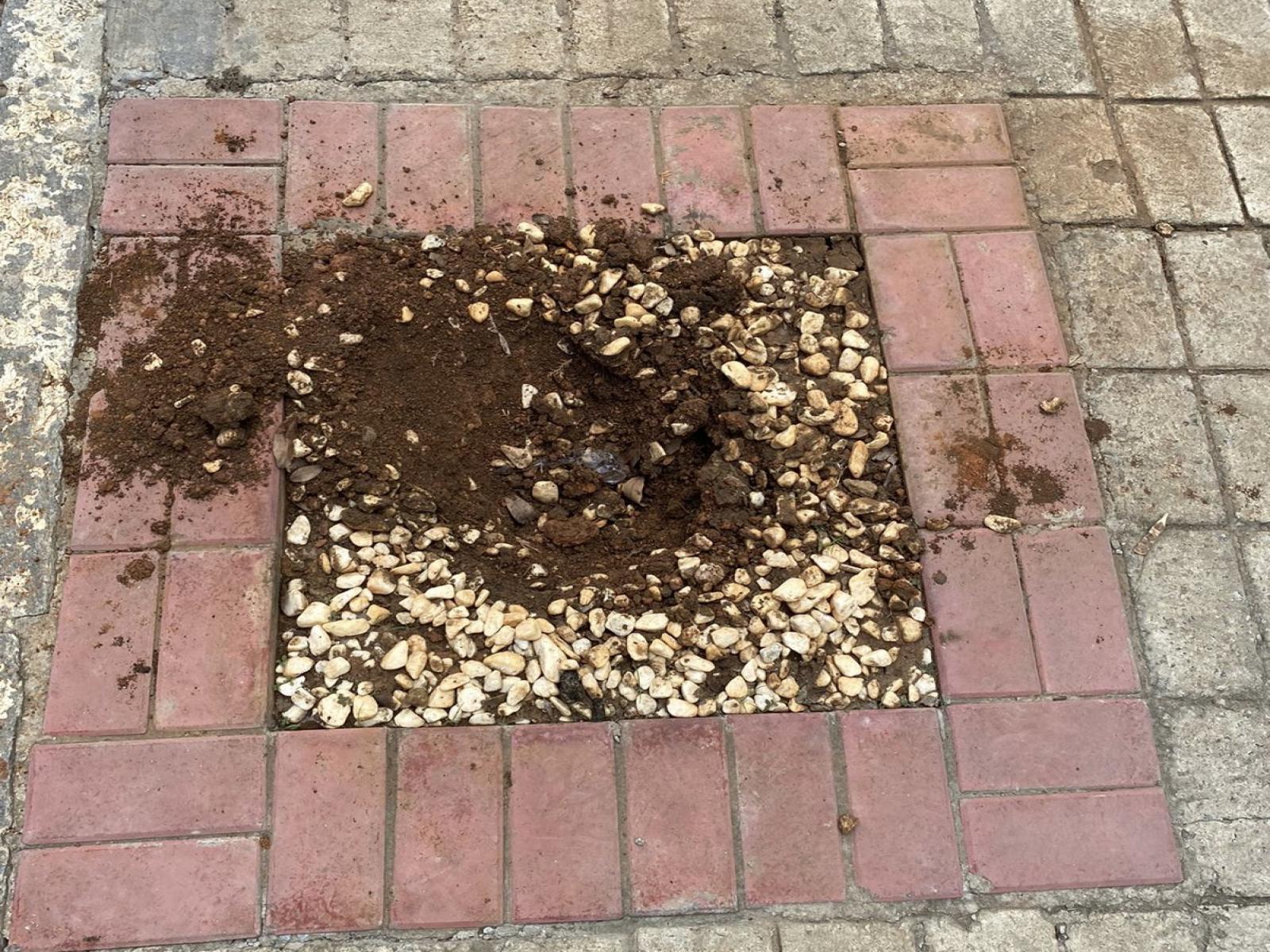 Ladrão é flagrado furtando plantas no bairro Mandacaru