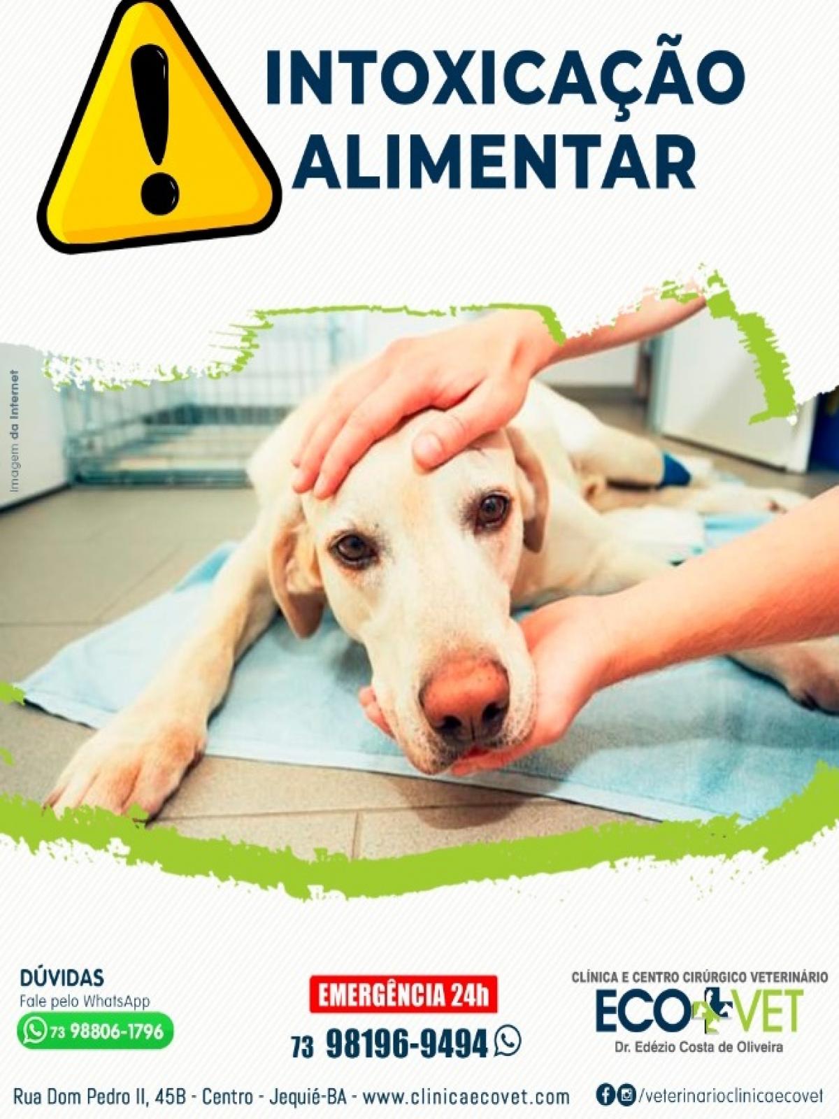 Ecovet: seu cão é daquele que come tudo que ver pela frente? Cuidado.