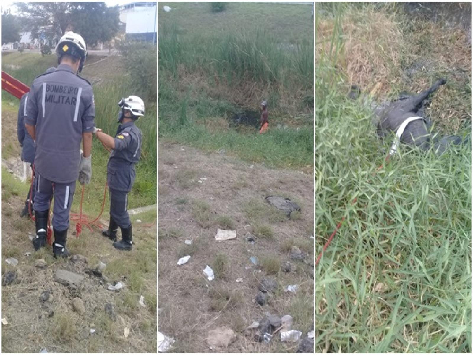 Corpo de Bombeiros resgata cavalo atolado no Rio Jequiezinho