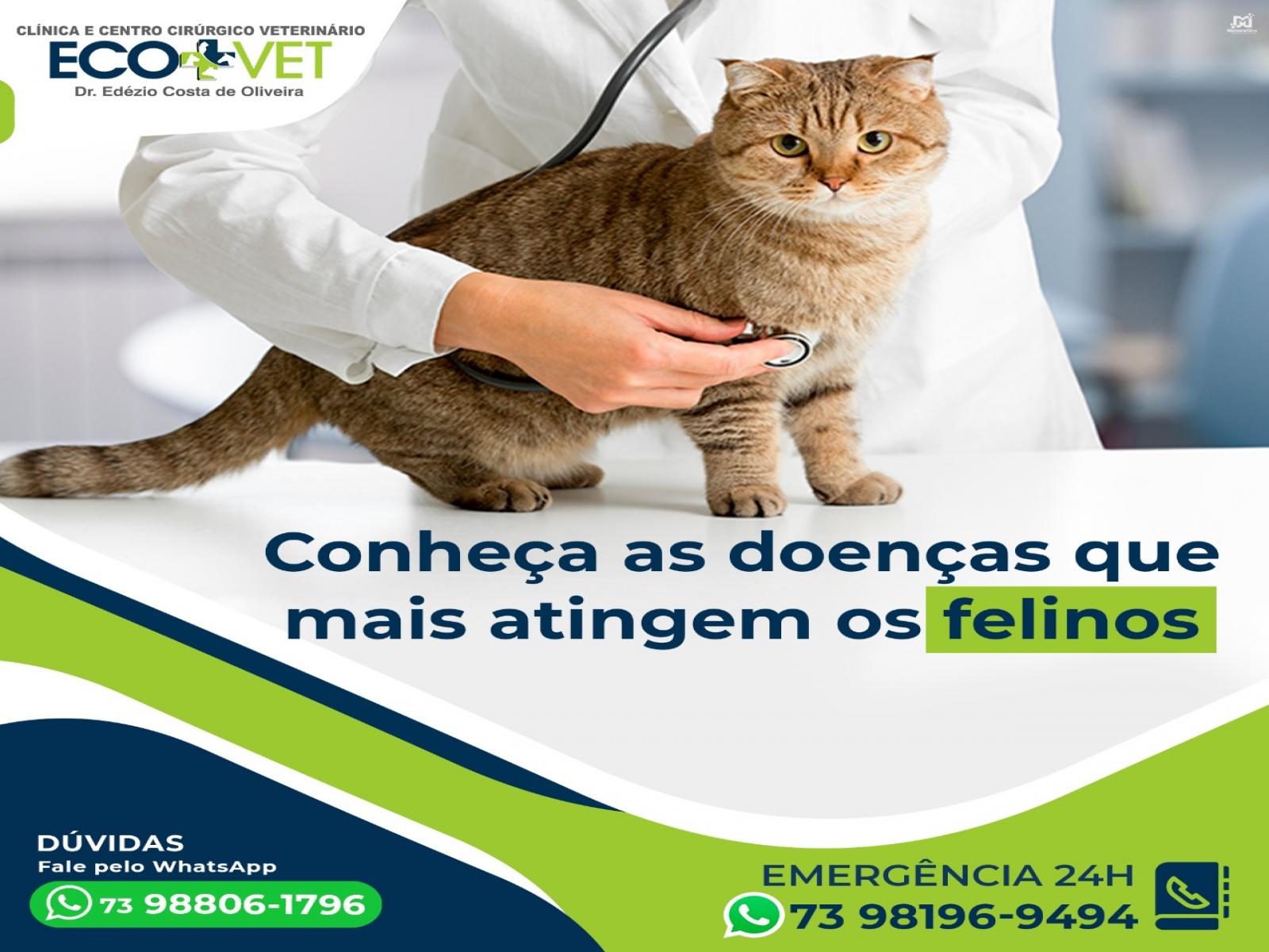 Ecovet: Quais as principais doenças que acometem os felinos?