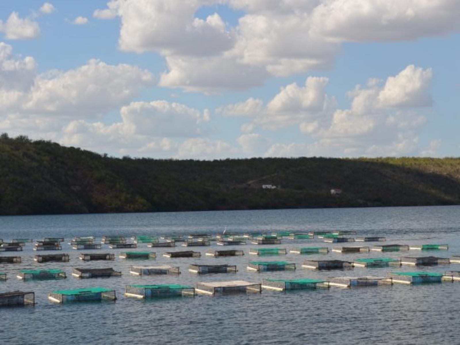 Projeto de piscicultura irá produzir  100 toneladas de pescado na Barragem da Pedra