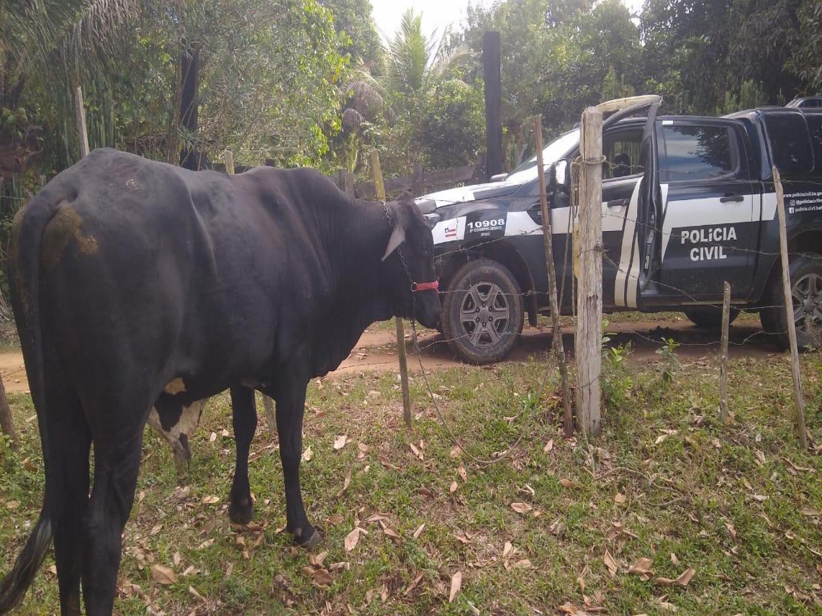 Polícia Civil recupera boi furtado na zona rural de Ipiaú e prende receptador