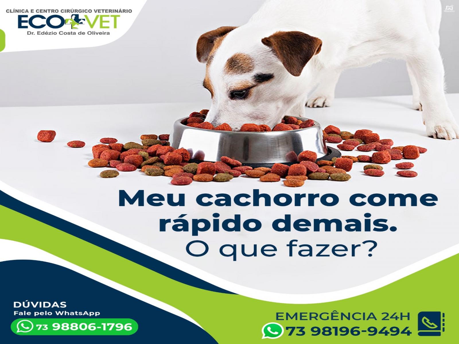 Ecovet: Pets que se alimentam muito rápido podem engasgar