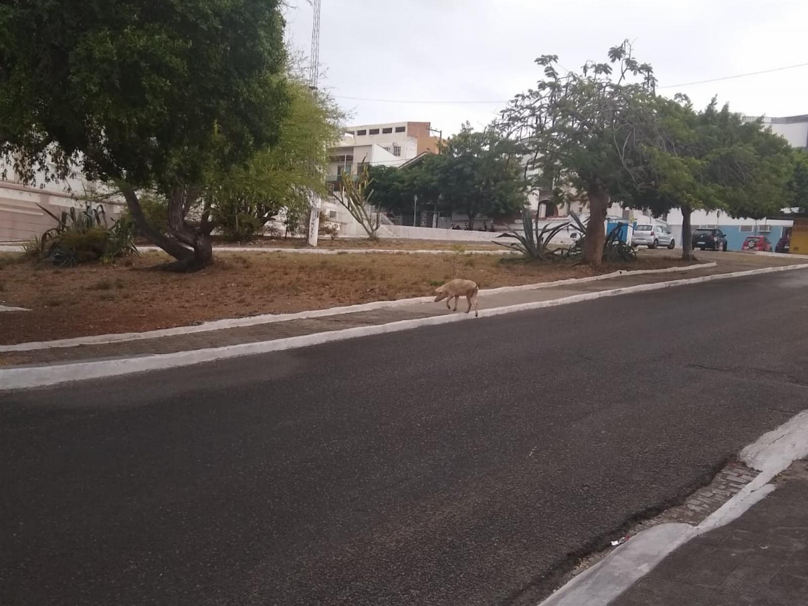 Porcos nas ruas e jardim abandonado