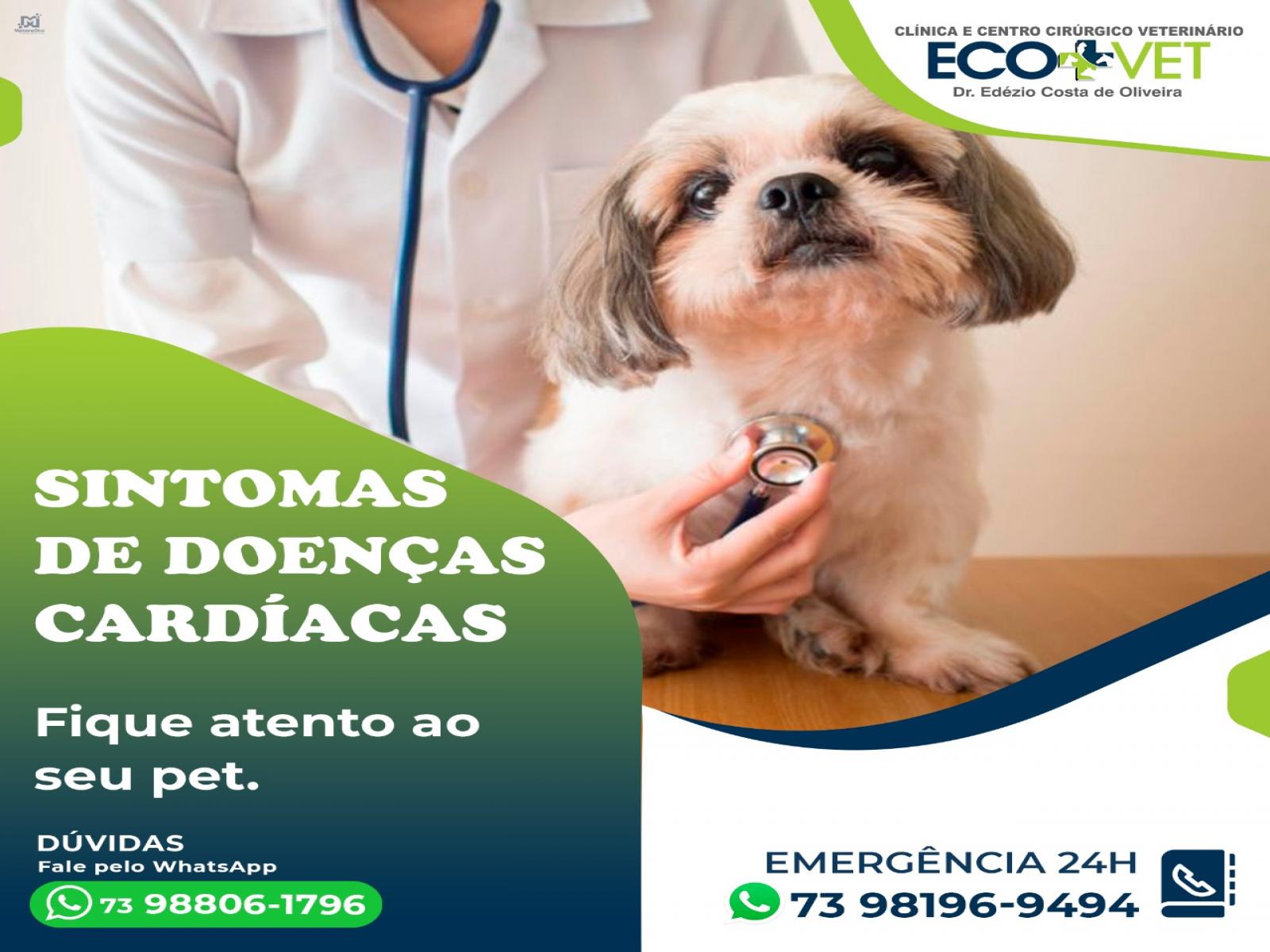 Ecovet: cinco sinais que merece atenção ao seu pet