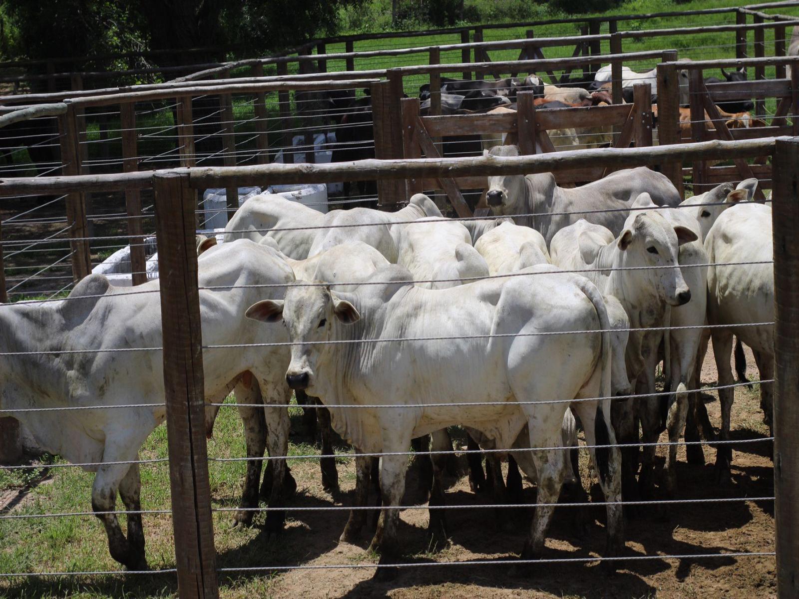 Prefeitura de Lafaiete Coutinho realizou mais uma Expo e Feira de Animais.