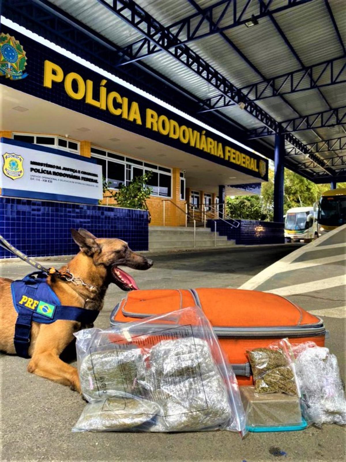 PRF apreende maconha com auxílio de cão farejador em Vitória da Conquista
