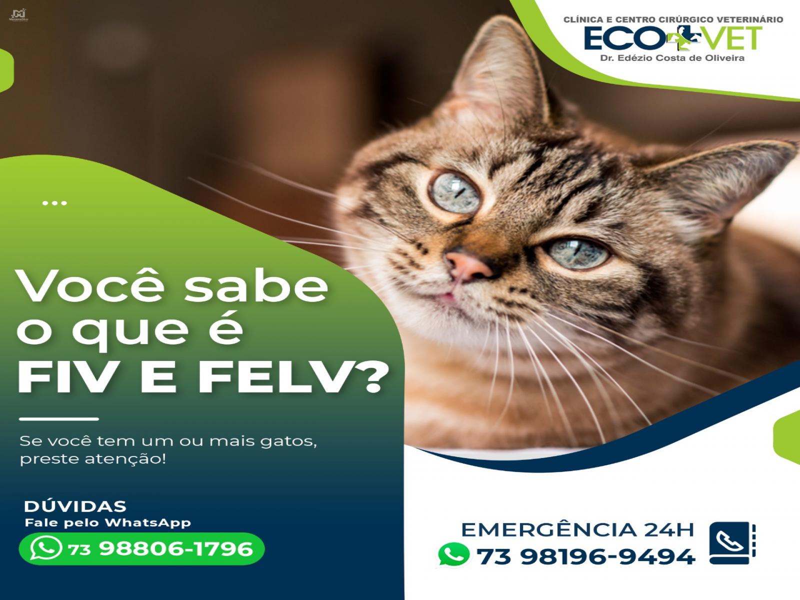 Ecovet:  Você sabe o que é FIV E FELV?   Se você tem um ou mais gatos, preste atenção!