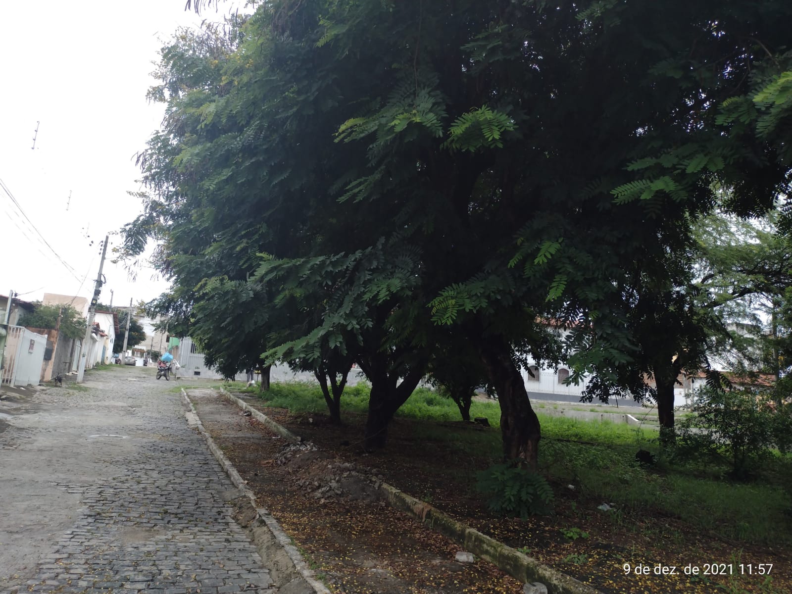 Morador teme que árvores caiam sobre seu carro na URBIS 1