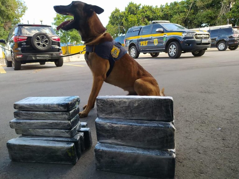 Cão farejador da PRF encontra maconha e cocaína