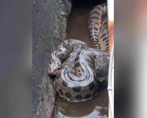 Sucuri de 5 metros é encontrada na Barragem de Funil
